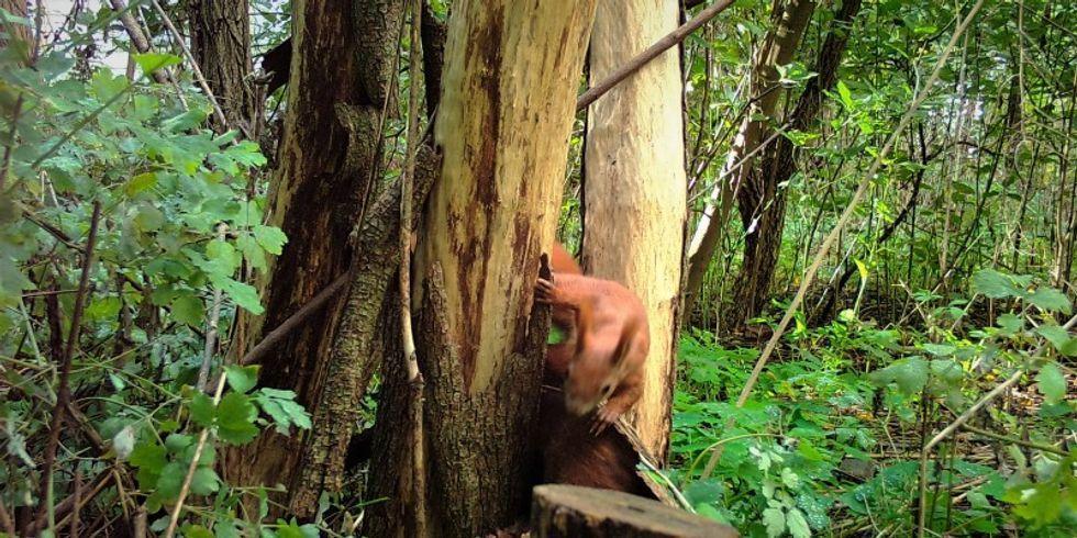 Eichhörnchen klettert an einem Baumstamm
