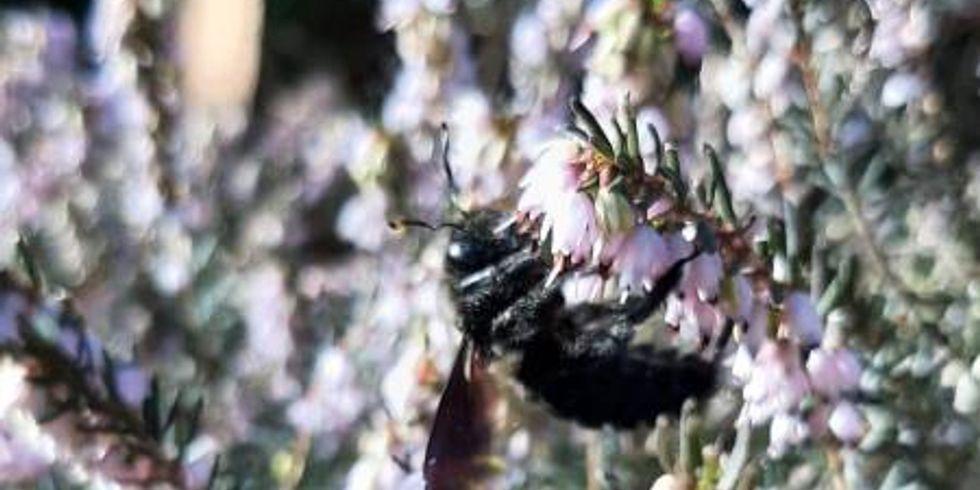 Biene an Heidekrautblüten