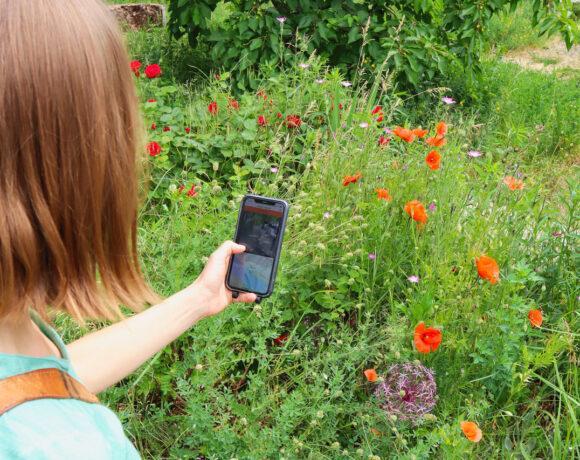 Person von hinten mit einem Smartphone auf einer Blumenwiese