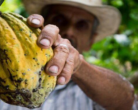Kakaofrucht wird von Mann geerntet