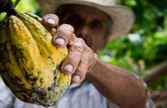 Kakaofrucht wird von Mann geerntet