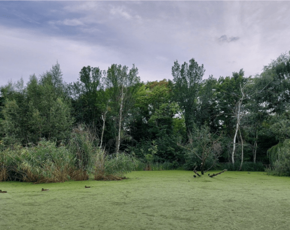 Teich mit Enten und Bäumen im Hintergrund